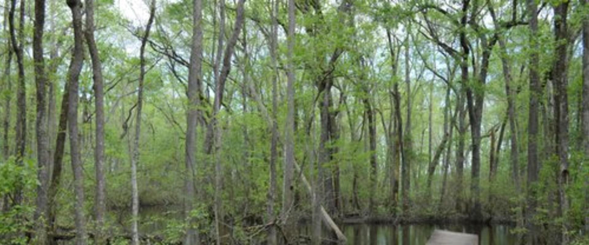 Exploring the Great Outdoors: A Guide to Aiken County Parks