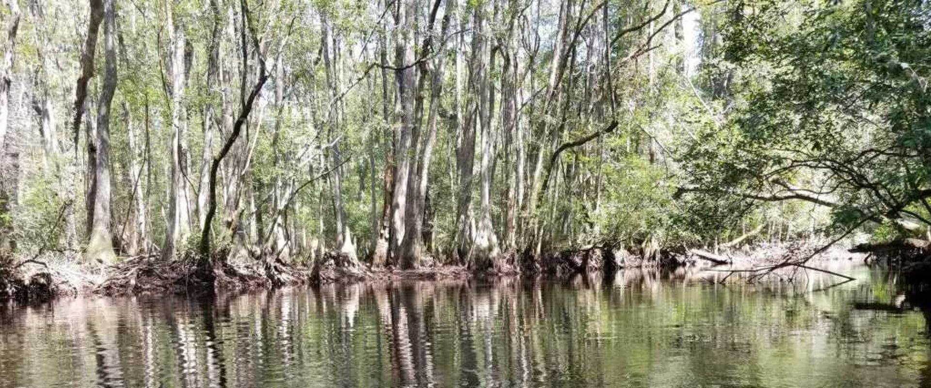 The Ultimate Guide to Bird Watching in Aiken County