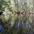 The Ultimate Guide to Bird Watching in Aiken County
