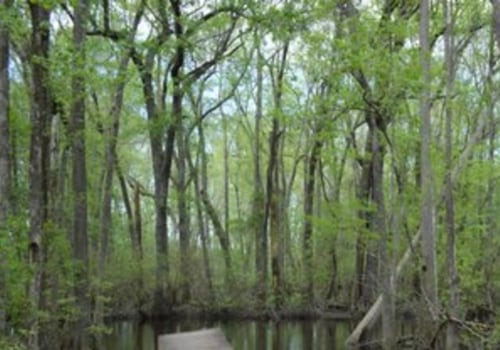 Exploring the Great Outdoors: A Guide to Aiken County Parks