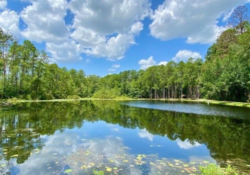 Discovering the Natural Wonders of Aiken County Parks