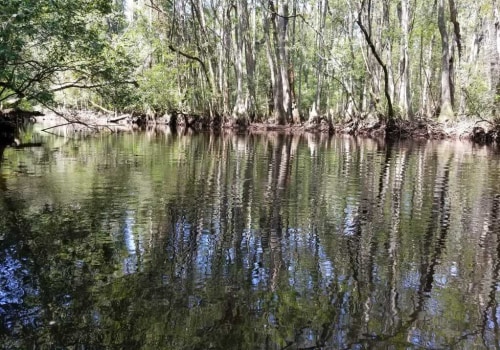 The Ultimate Guide to Bird Watching in Aiken County
